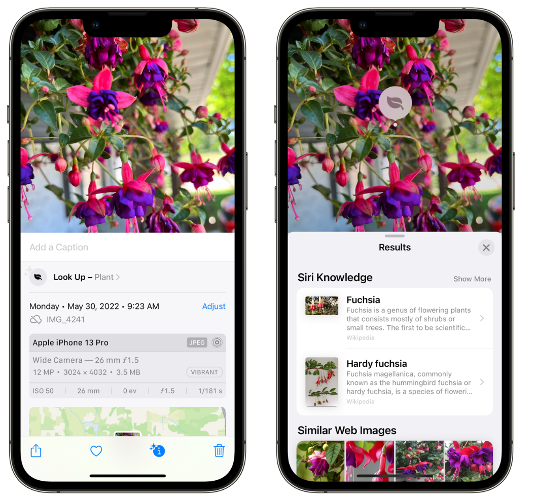 云溪苹果手机维修分享小技巧：使用 iPhone 相机识别花卉植物 